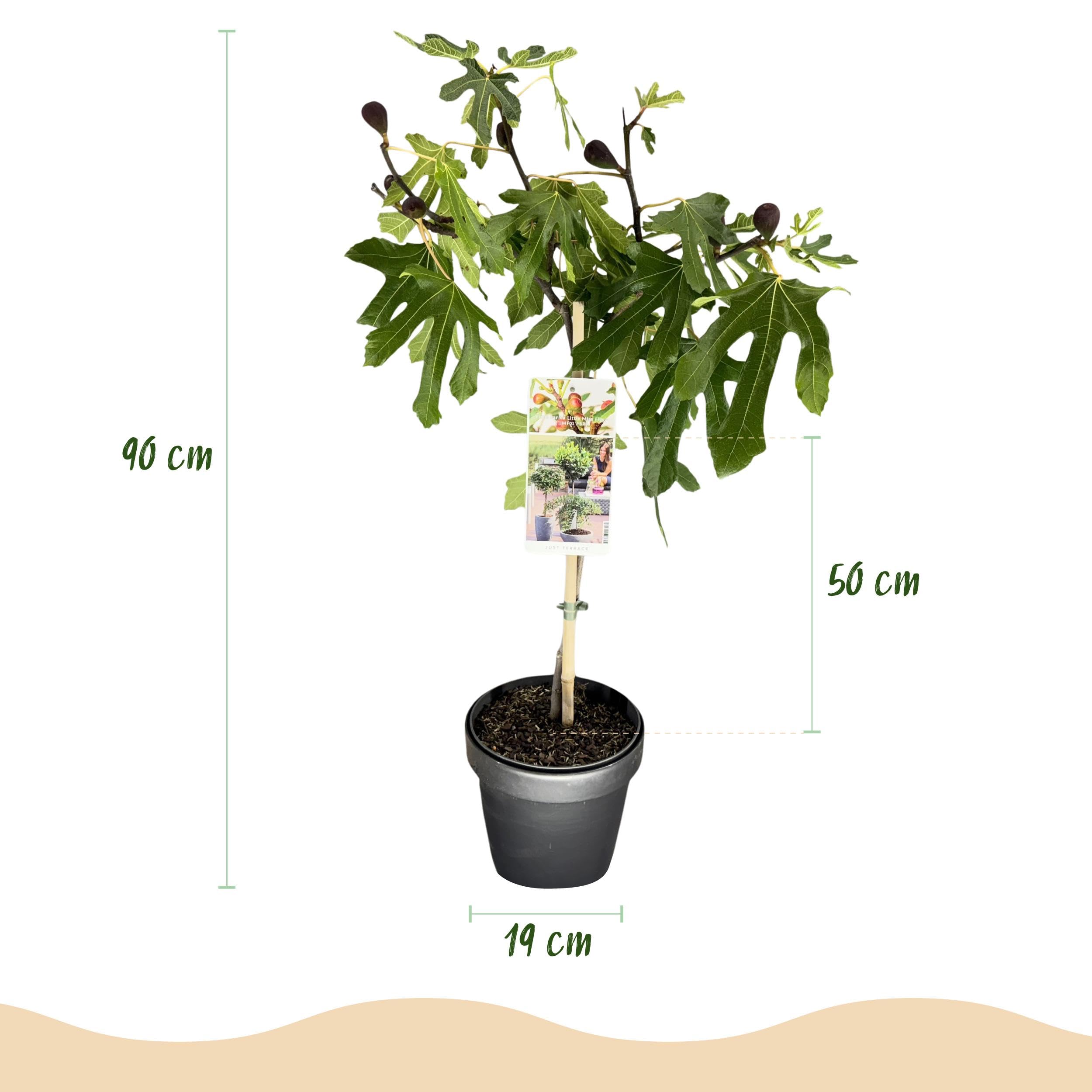 Ficus carica Little Miss Figgy - Roślina tarasowa - Liściasta - Odporna - Zielone owoce - 80-90cm - Ø19cm - Roślina ogrodowa