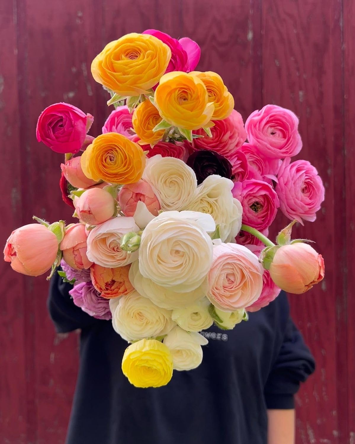 Holland Ranunculus Bulbs - Mix of Colors (Pack of 2) -7 Holland Ranunculus Bulbs - Mix of Colors (Pack of 2) -7