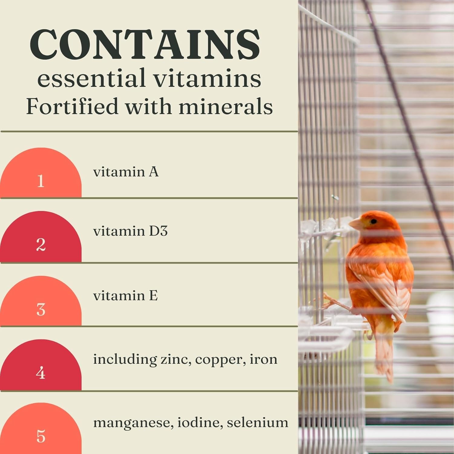 Raff Holland Rosso Canary Red Food - Comida para Canarios - Finch Food for Indoor with Natural Nutrition for Vibrant and Red Plumage, High in Protein and Fat (5lb)