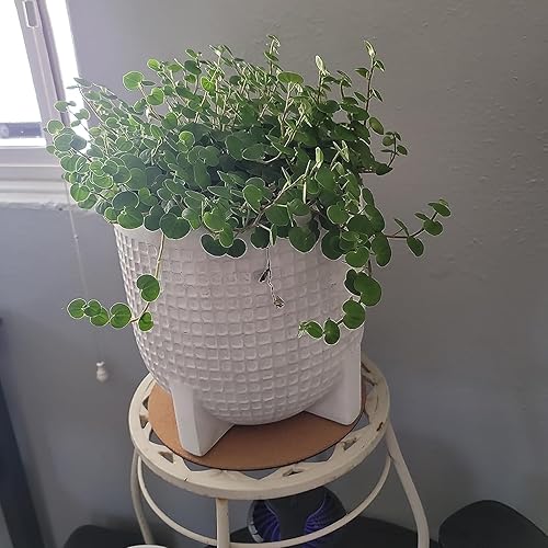 Miniatura 7 de KEILEOHO 16 posavasos de corcho para plantas de 4 tamaños, almohadilla redonda de 4/6/8/10 pulgadas, tapete de corcho, almohadilla de corcho