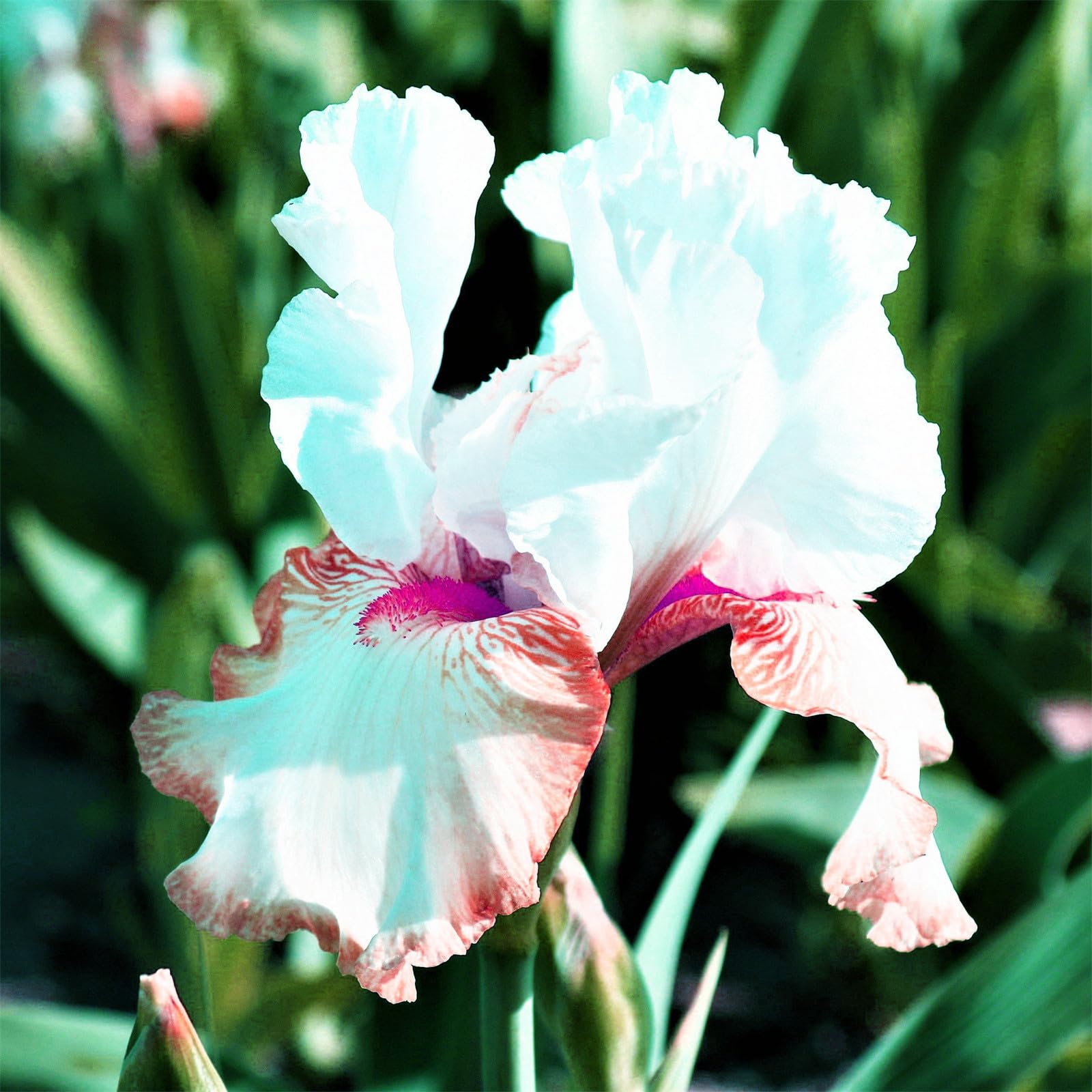 Bearded Iris Bulbs for Planting,Bearded Iris,Bearded Iris Bulbs Mix,Excellent Display,Flowering Rhizome-15bulbs-A