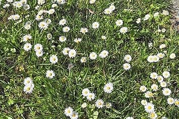 No Mow Flowering Lawn Grass Seed - !/4 Pound