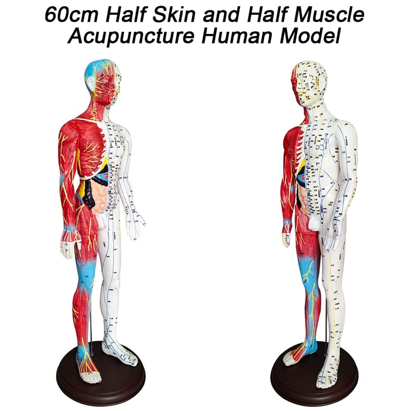 60 cm großes anatomisches männliches Akupunktur- und Muskelmodell, Druckpunkt und Meridiane für Akupunkturisten und andere medizinische Fachkräfte zur Ausbildung von Lehr- und Bildungsbedarf
