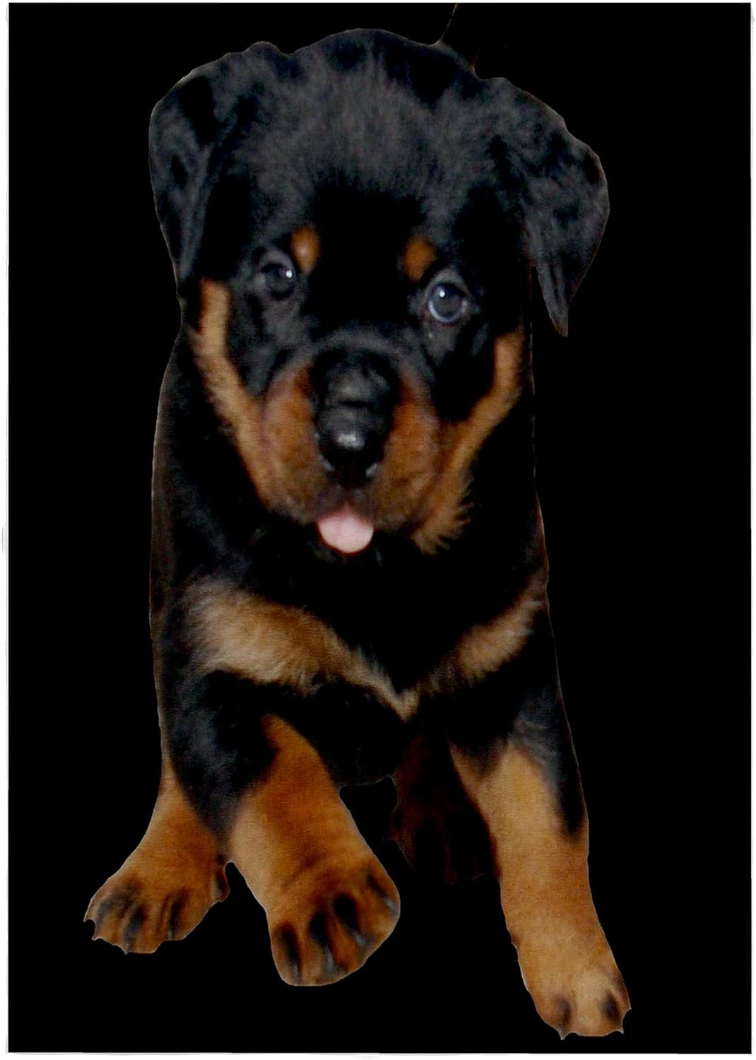 3dRose Rottweiler Portrait A Cute Puppy Running Towards You, Isolated on a Black Background 22x30 Bath Hand Pool Towel