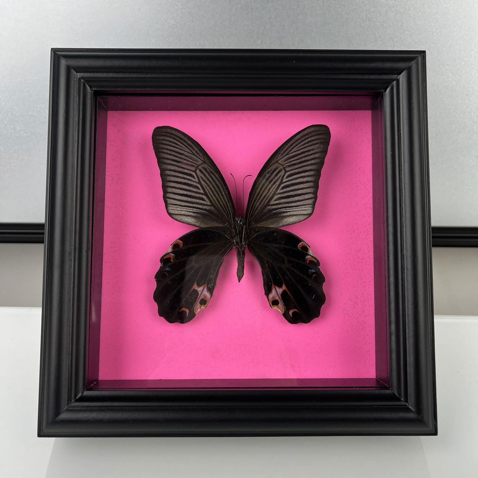 Guoyoocc 11 Taxidermy Mounted In Frame,Exquisite Butterflies Insect Specimen,Collection Of Butterfly,Unique Home Decor Wall Decoration Gift For Christmas Valentine Birthday,Real Butterfly Specimens17.6*17.6Cm