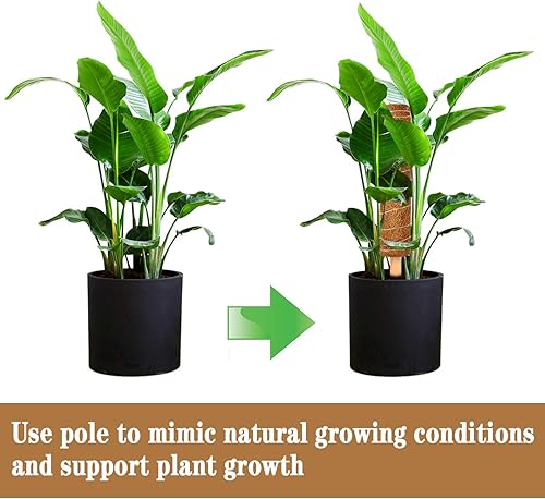 Miniatura 7 de 2 postes de musgo de coco de 12 pulgadas para plantas trepadoras con 4 lazos ajustables para plantas, palo de tótem de musgo de coco para extensión