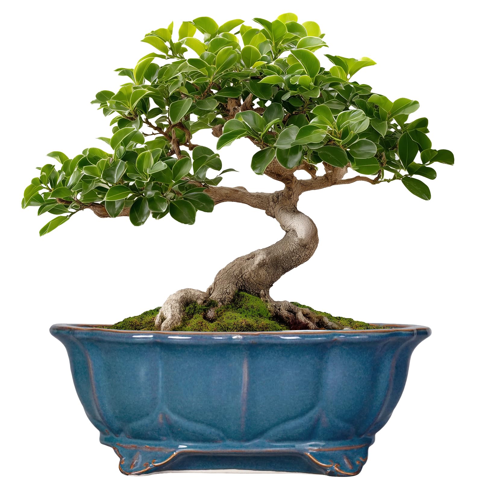 Photo 1 of Teagas Bonsai Tree Pot - 11 Inch Ceramic Succulent Pots, Bonsai Planter for Indoor Outdoor, Decorative Plant Pot with Drainage Hole, Oval Flower Pot, Home Garden Decor, Garden Gifts, Retro Blue