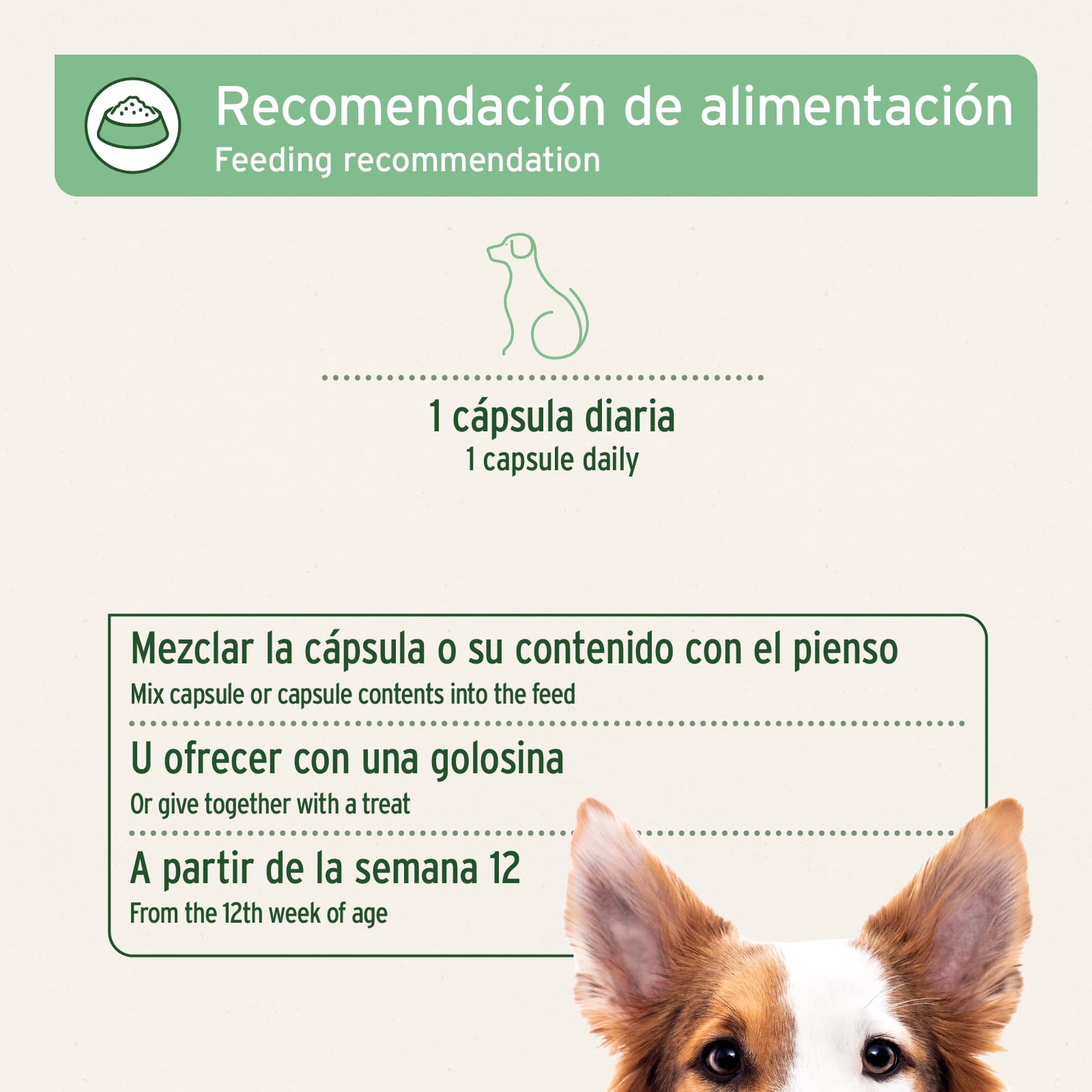 AniForte Tick Shield para Perros (hasta 10 kg) 60 cápsulas. Producto 100% Natural. Complejo de Vitamina B Que Actúa como Escudo Anti-Garrapatas y Parásitos.