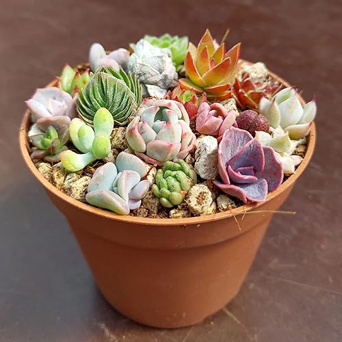 Miniatura 6 de CHUXAY GARDEN Mezcla de semillas de plantas suculentas raras, 50 semillas, planta de cactus exótica, encanto exótico, gran bonsái de escritorio,