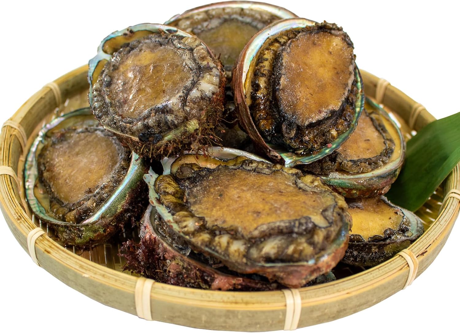訳あり エゾアワビ 約1kg 冷凍 鮑 蝦夷あわび あわび アワビ 鮑 Abalone ステーキ バターソテー 正月 お正月 おせち 刺し身 刺身 バーベキュー BBQ ごはん 夕飯 おかず おつまみ 晩酌 米 丼 海産物 海鮮 魚介 魚介類 贈答品 お中元 お歳暮 三陸 国産