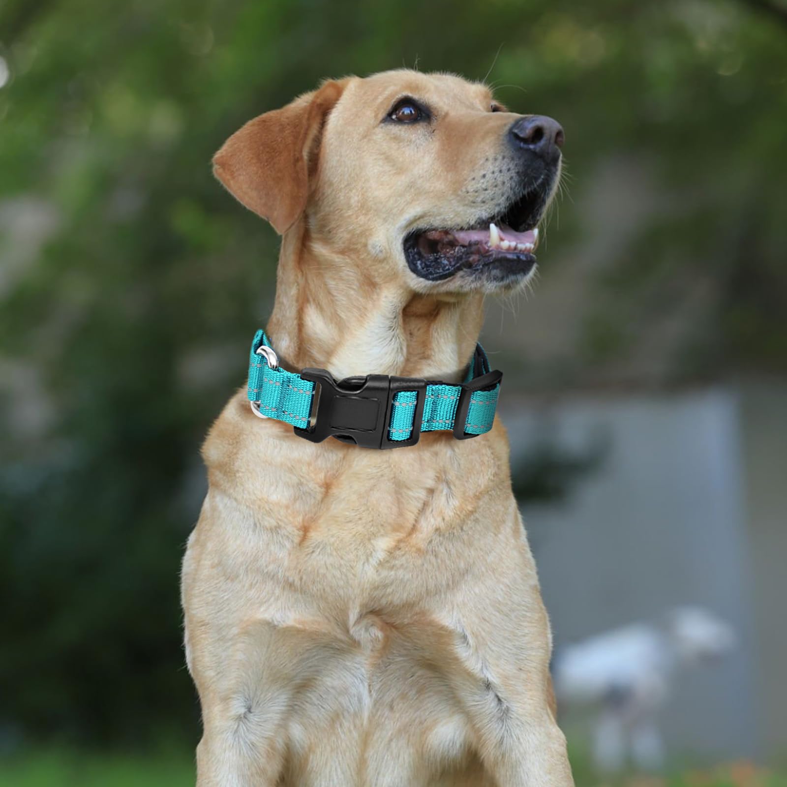 Cunno Martingale-Halsband Für Mittelgroße Hunde – Reflektierendes Nylon-Halsband, Verstellbar 35-48 Cm, Mit Robuster Metallschnalle, 12 Stück Set