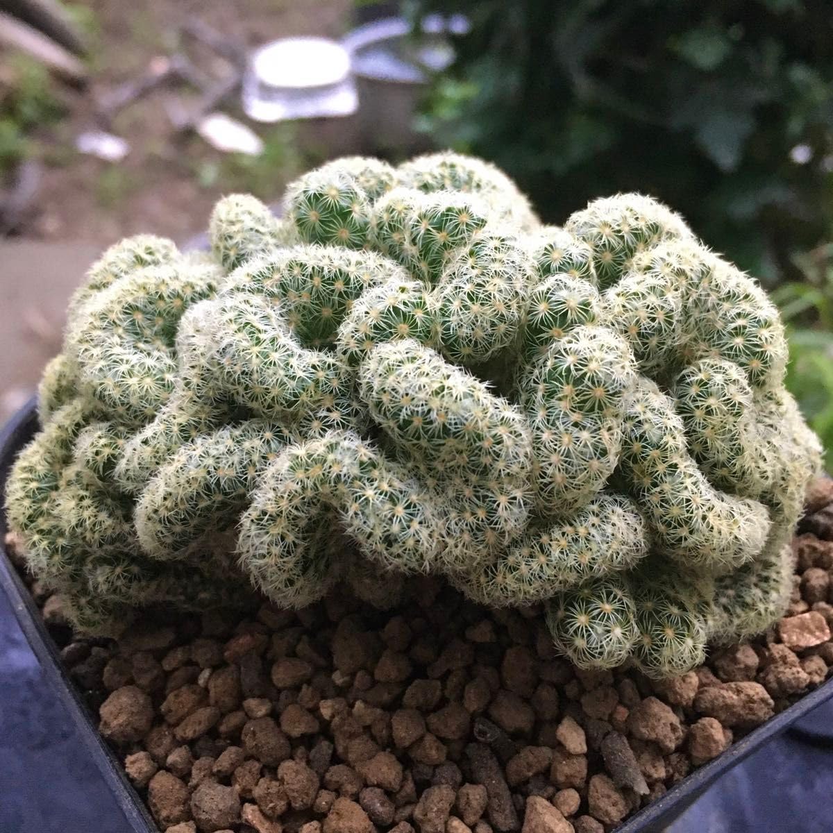 巨大 QUSAMURA 叢　 ×　佐々木りつ子　マミラリア 金手毬 綴化 群生 マミラリア 金手毬 綴化 Mammillaria elongata f. crist. ×佐々木