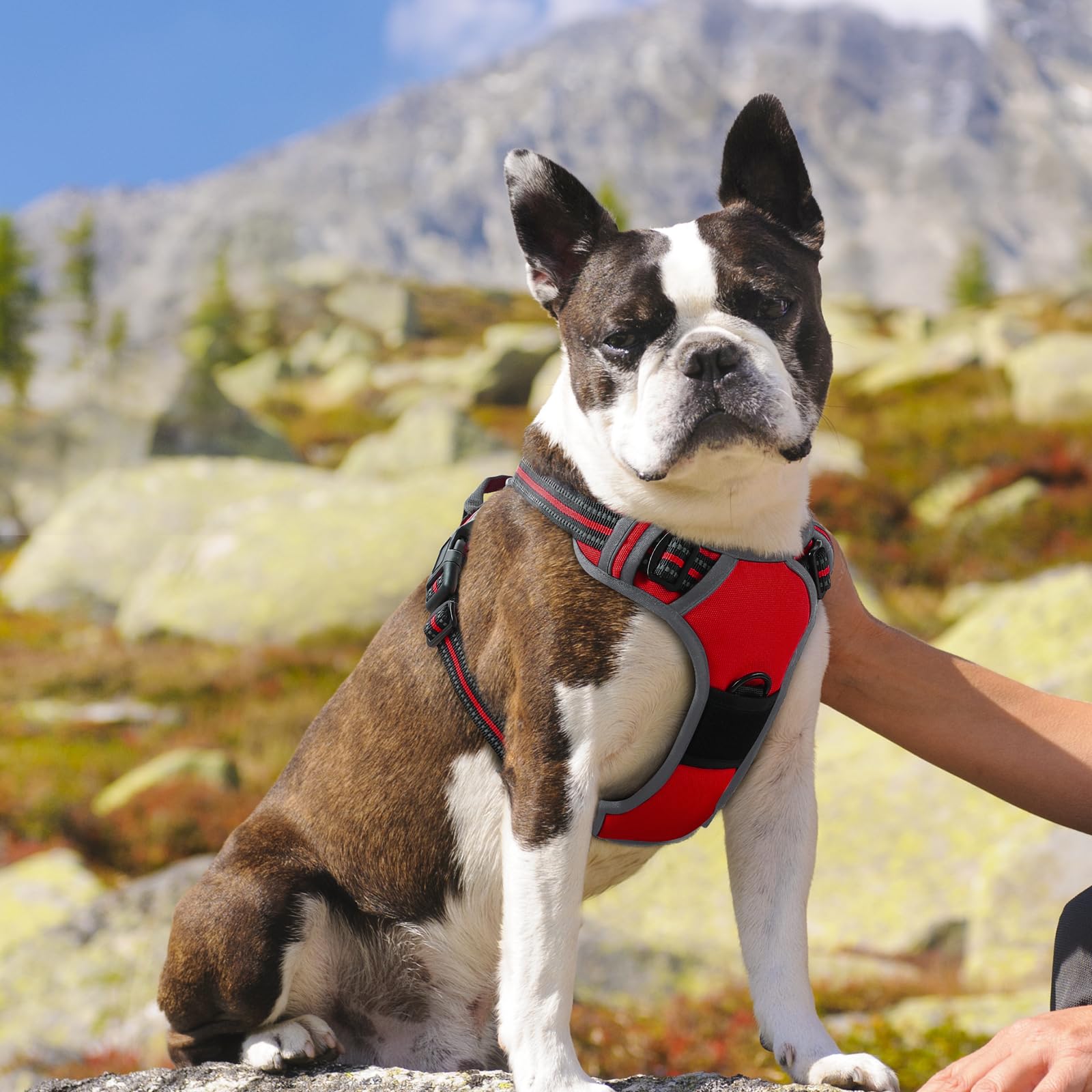Eagloo Pettorina Cane Taglia Media, Pettorina ad h Antifuga, Imbracatura per Cani Anti Tiro con Doppio Gancio, Imbracatura Robusto e Regolabile per Addestramento Passeggiate, M, Rossa