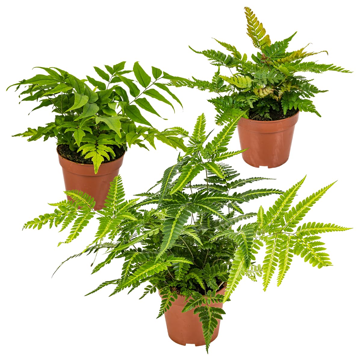 fargesia rufa Fountain Bamboo | Fargesia Rufa 40cm