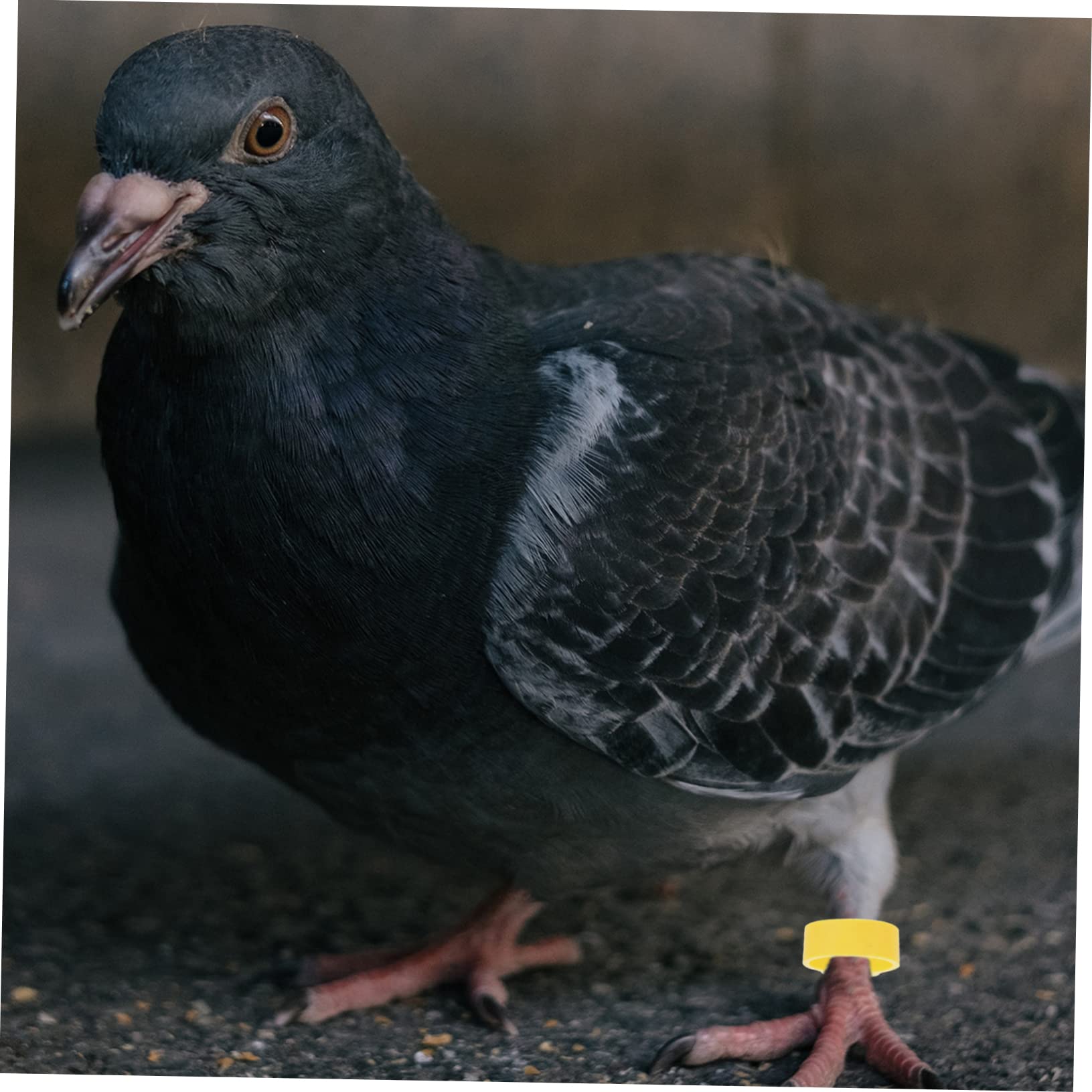 FRCOLOR 1200pezzi Fasce per Zampe di Uccelli Anelli di Classificazione per Piccioni e Pollame Leggeri e Sicuri Facili da Usare per Identificare Diverse Razze di Uccelli