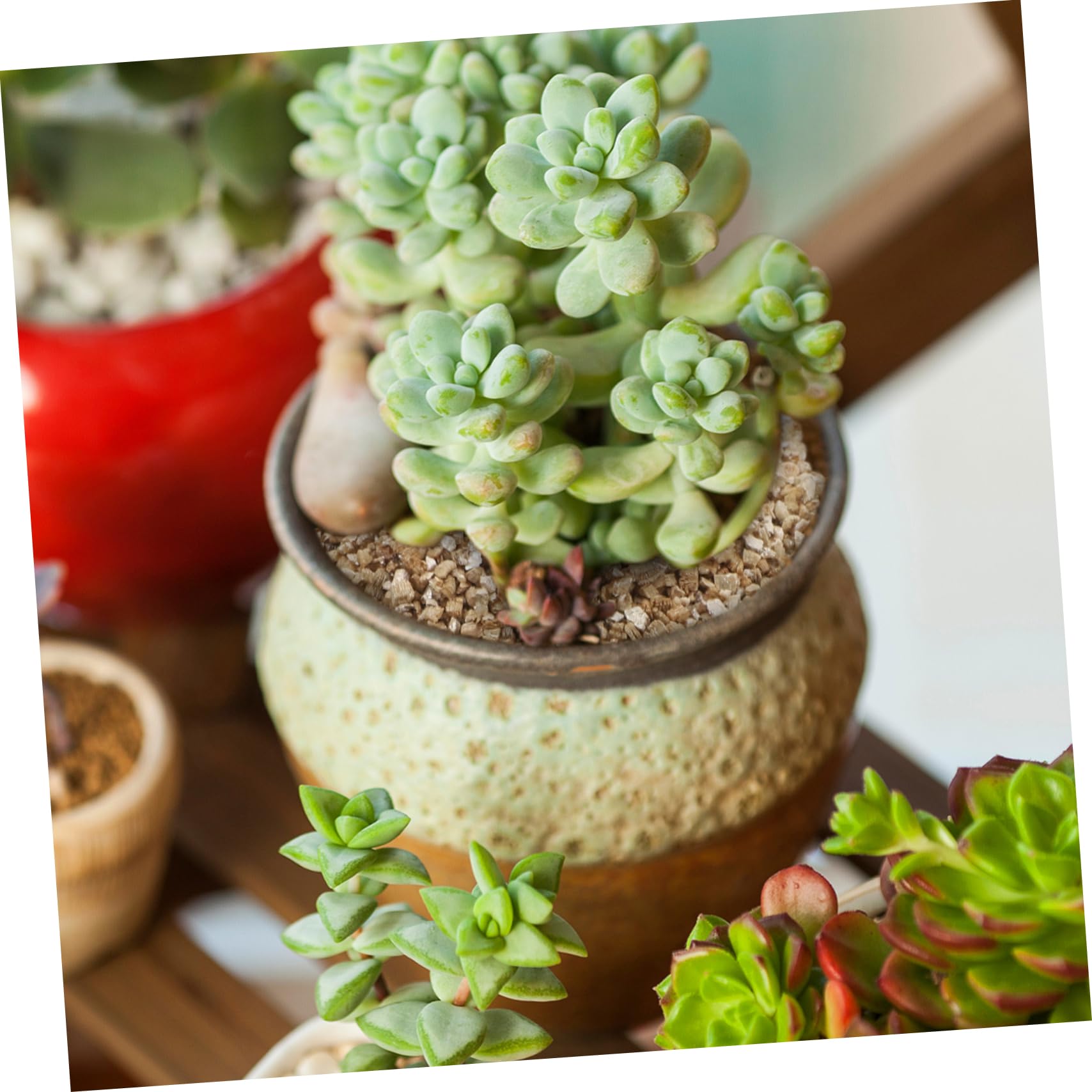 TOYANDONA Vermiculit Gartenbausubstrat 3l, Neutraler Ph, Wasserbindung | Pflanzen und Pilze, Feines Granulat für Keimung und Wachstum, Indoor Topfpflanzen