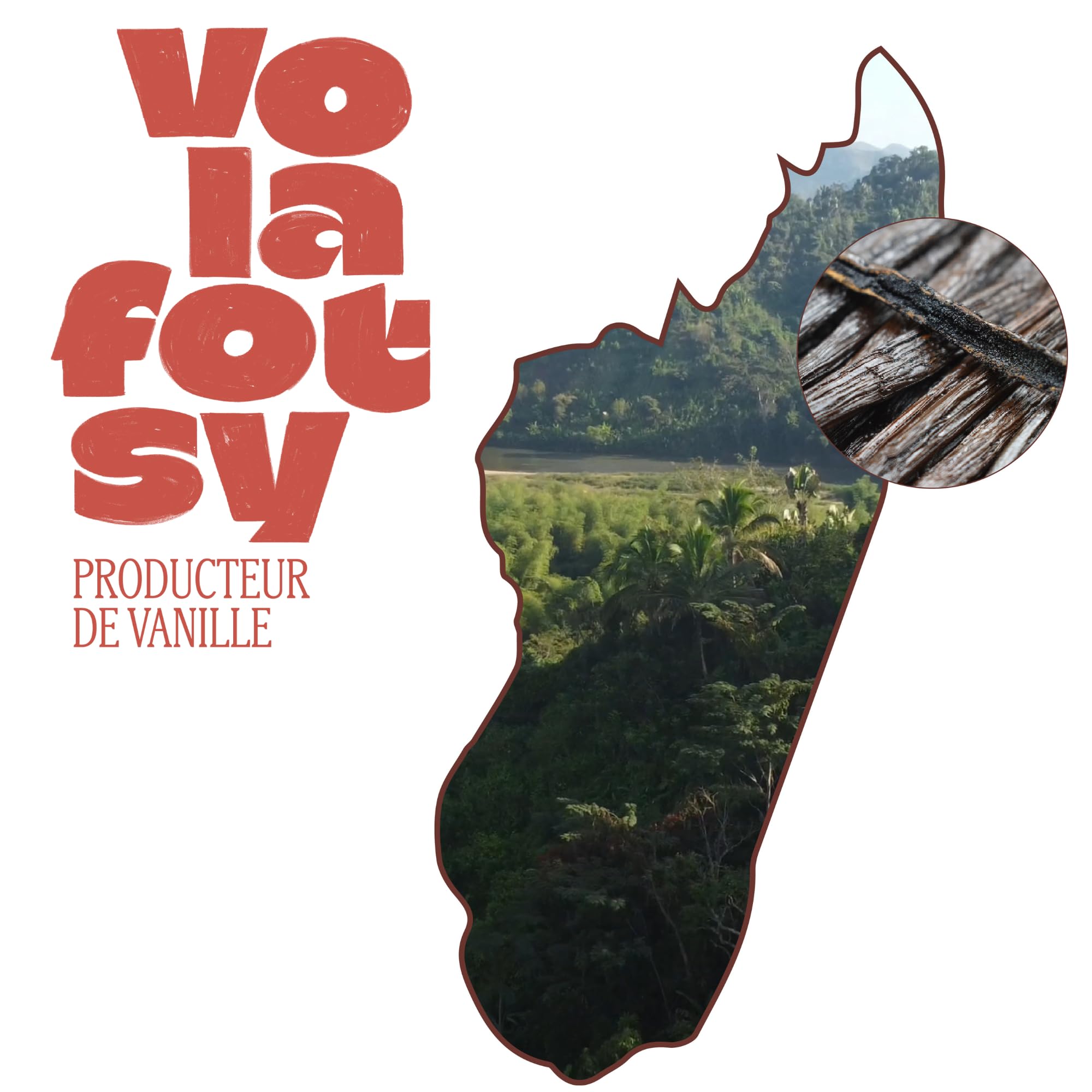 VOLAFOTSY – 50 Gousses de Vanille Bourbon Premium de Madagascar 16-18 cm | Direct Producteur Sambava | Riches en Grains | Qualité Gourmet | Idéales pour Pâtisserie, Desserts et Extraits