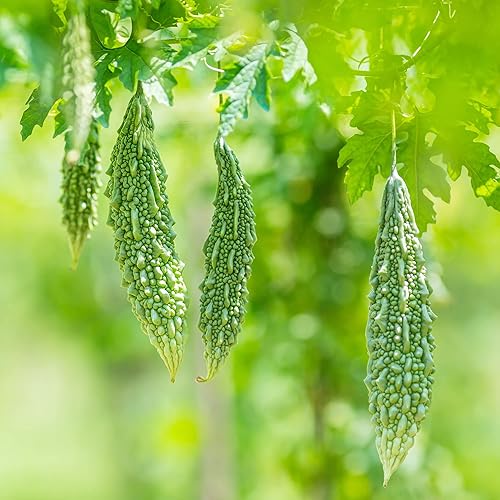 YEGAOL Garden - Semillas de calabaza de melón amargo sin OMG, atrae polinizadores, cocina orgánica, enrejados de huerto, pegolas, 10 piezas de