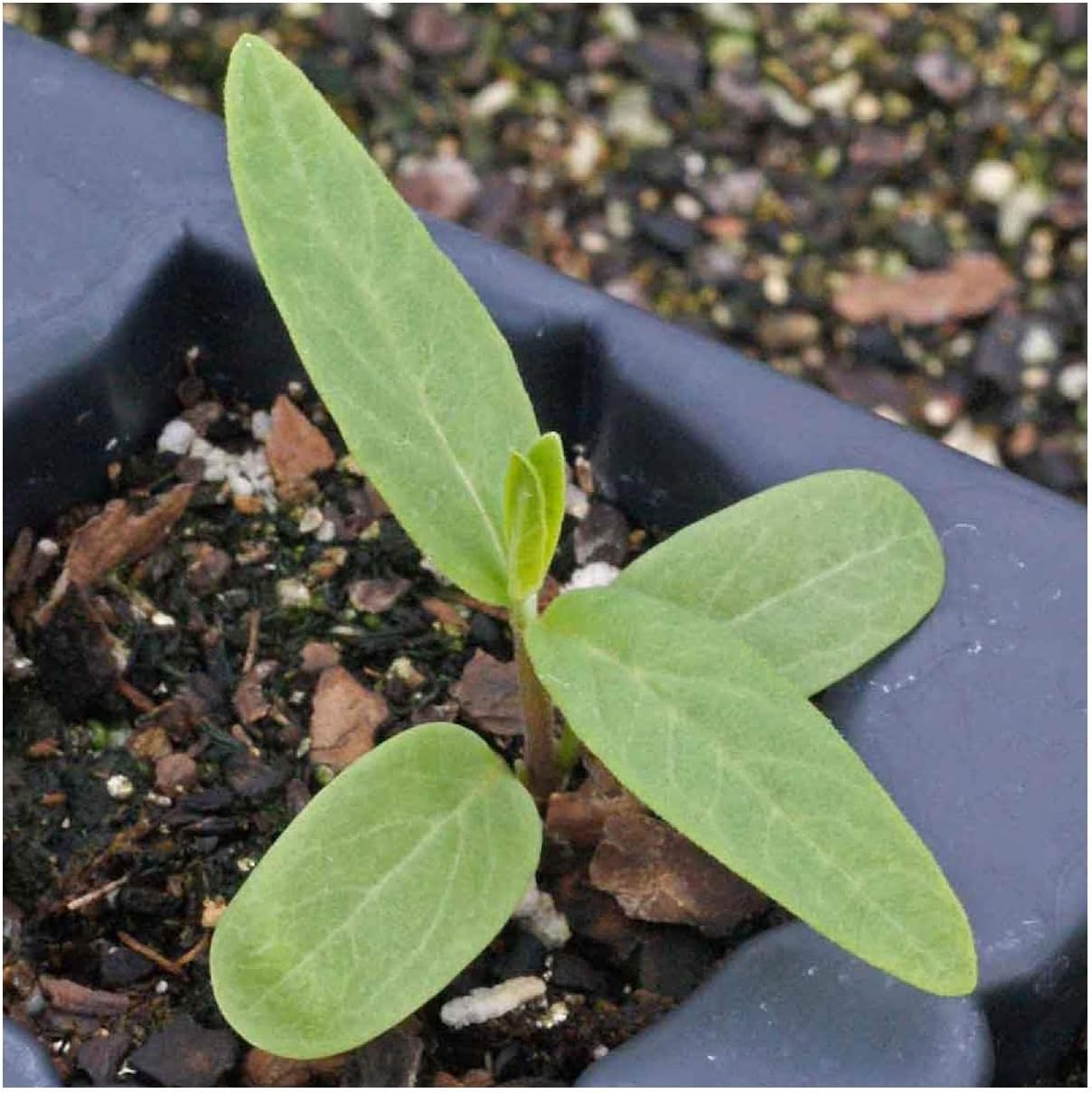 Everwilde Farms - 1/4 Lb Swamp Milkweed Native Wildflower Seeds - Gold Vault