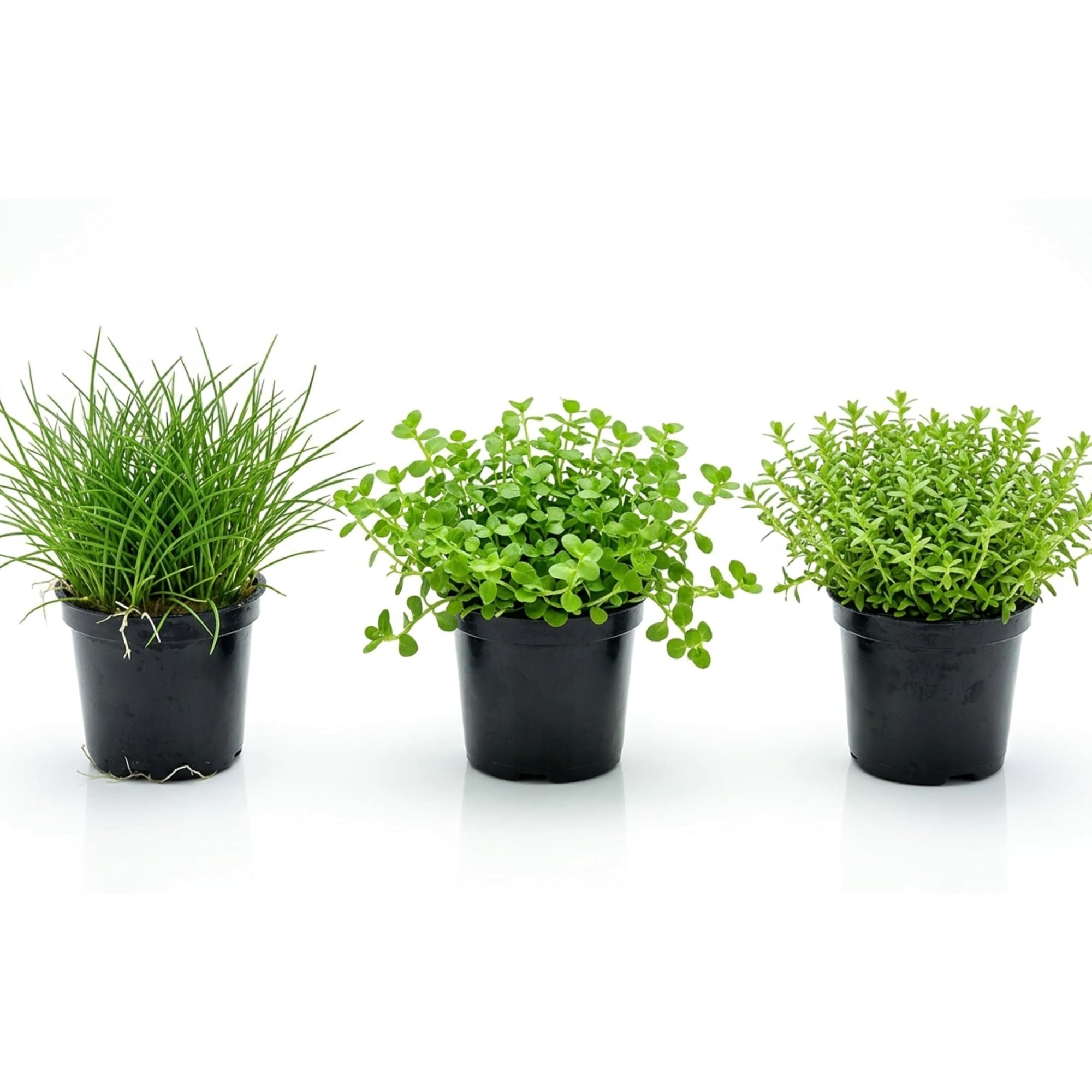 Kit 3 Piante Vere Acquario Effetto Prato e Sfondo Ideale per Principianti | Set Piante Vive per Qualsiasi Acquario d'Acqua Dolce e Aquascaping: Lilaeopsis, Micranthemum e Hemianthus Micranthemoides