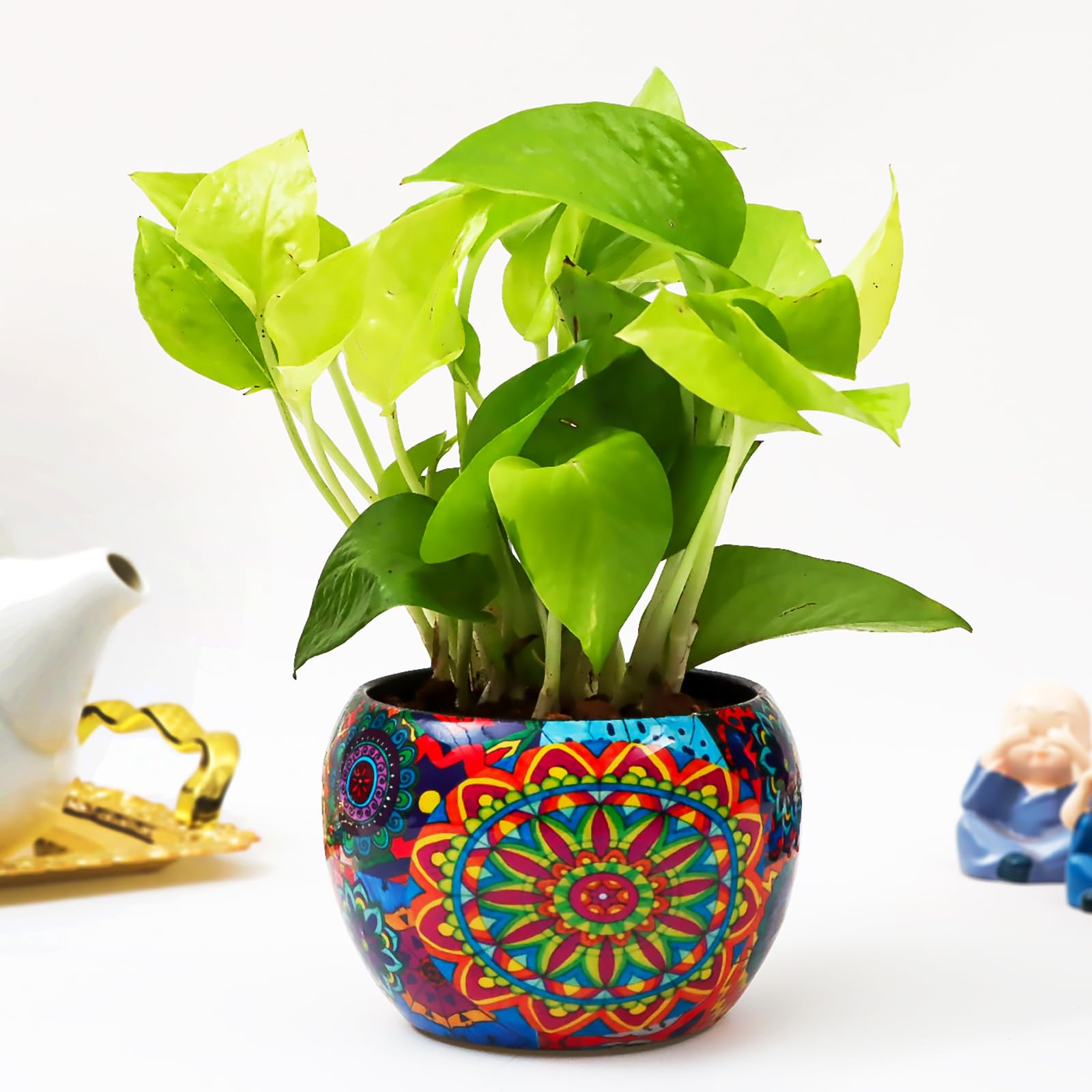 Flora Dlite Money Plant in Metal Pot - Indoor Live Plant for Home Decor | Perfect Small Plant for Office Desk | Stylish Indoor Plant Pots for Living Room Pack of 1 (B0D8V1GCJB) Amazon Price History, Amazon Price Tracker