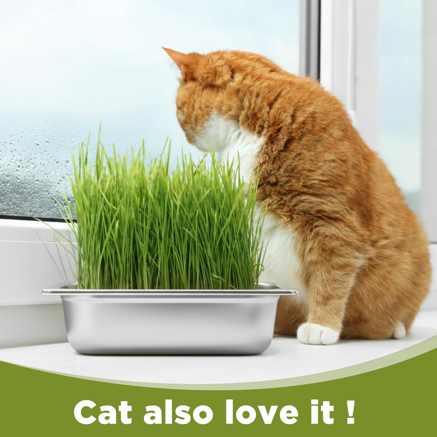 1 Pack Seed Sprouting Kit with Lid, 10.4 Inch Stainless Steel Soilless Culture Germination Tray, Microgreens Growing Kit, Encrypted Mesh Seed Starter Tray for Beans Alfalfa Broccoli Wheat Grass