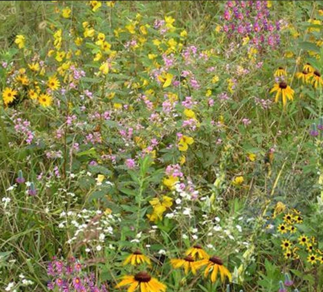 Deer and Turkey Habitat Mix (Mix 147), 1 PLS Pound, True Native Seed (Southeastern Non-Coastal US)