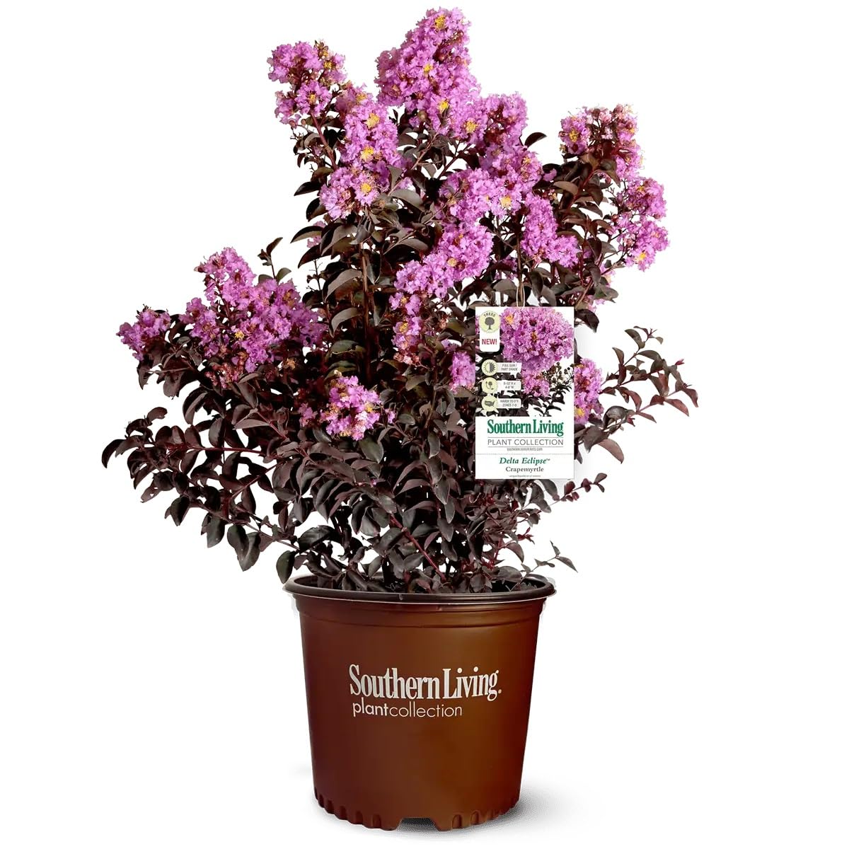 Delta Eclipse Crape Myrtle (2 Gallon) Blooming Deciduous Shrub/Tree with Lavender Flowers – Full Sun Live Outdoor Plant