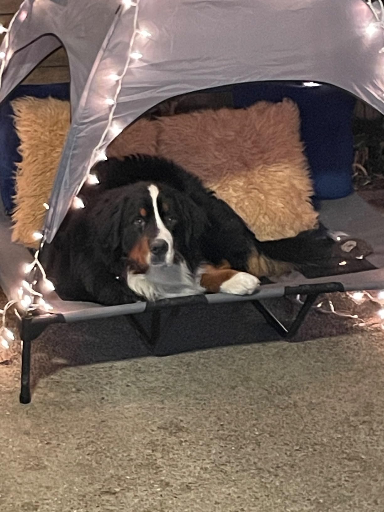 PupHut Outdoor Raised Dog Bed – XL Size Lounger with Shade Canopy