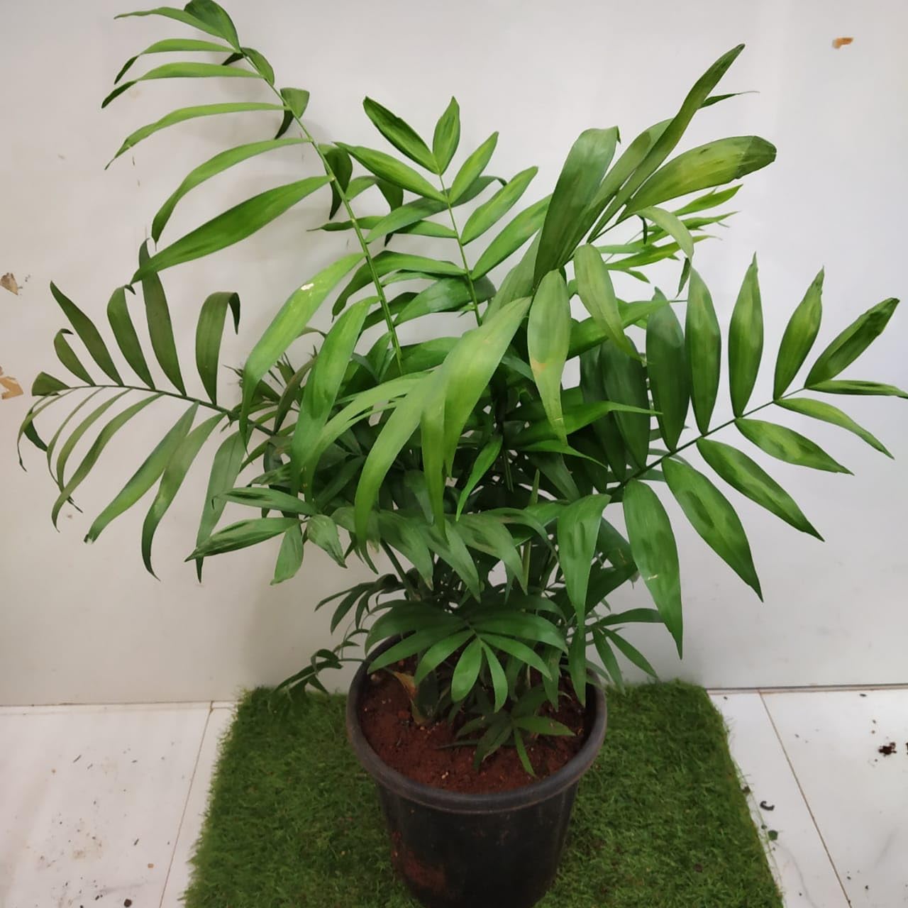 CHAMAEDOREA ELEGANS PALM PLANT INDOOR AND OUTDOOR ORGANIC LIVE PLANT-image-38