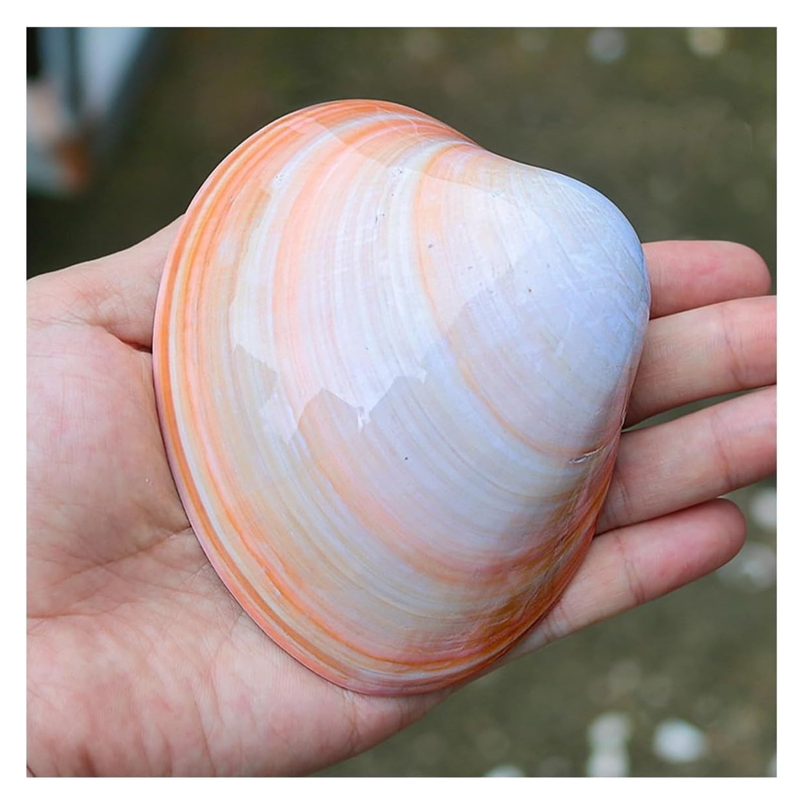 YKMYXZ shells， 1PCS 10-11Cm From Sea Beach Seashells for Crafting for DIY Fish Tank And Shell Collectors