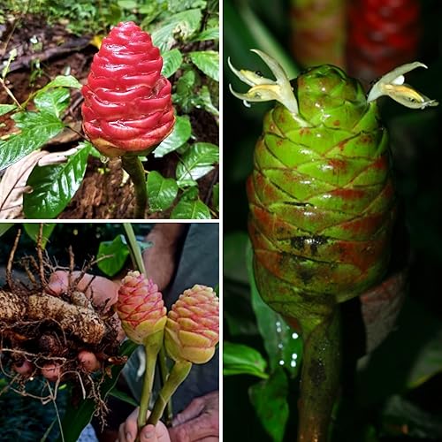 Miniatura 3 de Zingiber Zingiber Zerumbet - 4 raíces de jengibre para plantar, bulbos de flores de lirio de jengibre rojo, raíces de piña comestibles, 1 año de edad