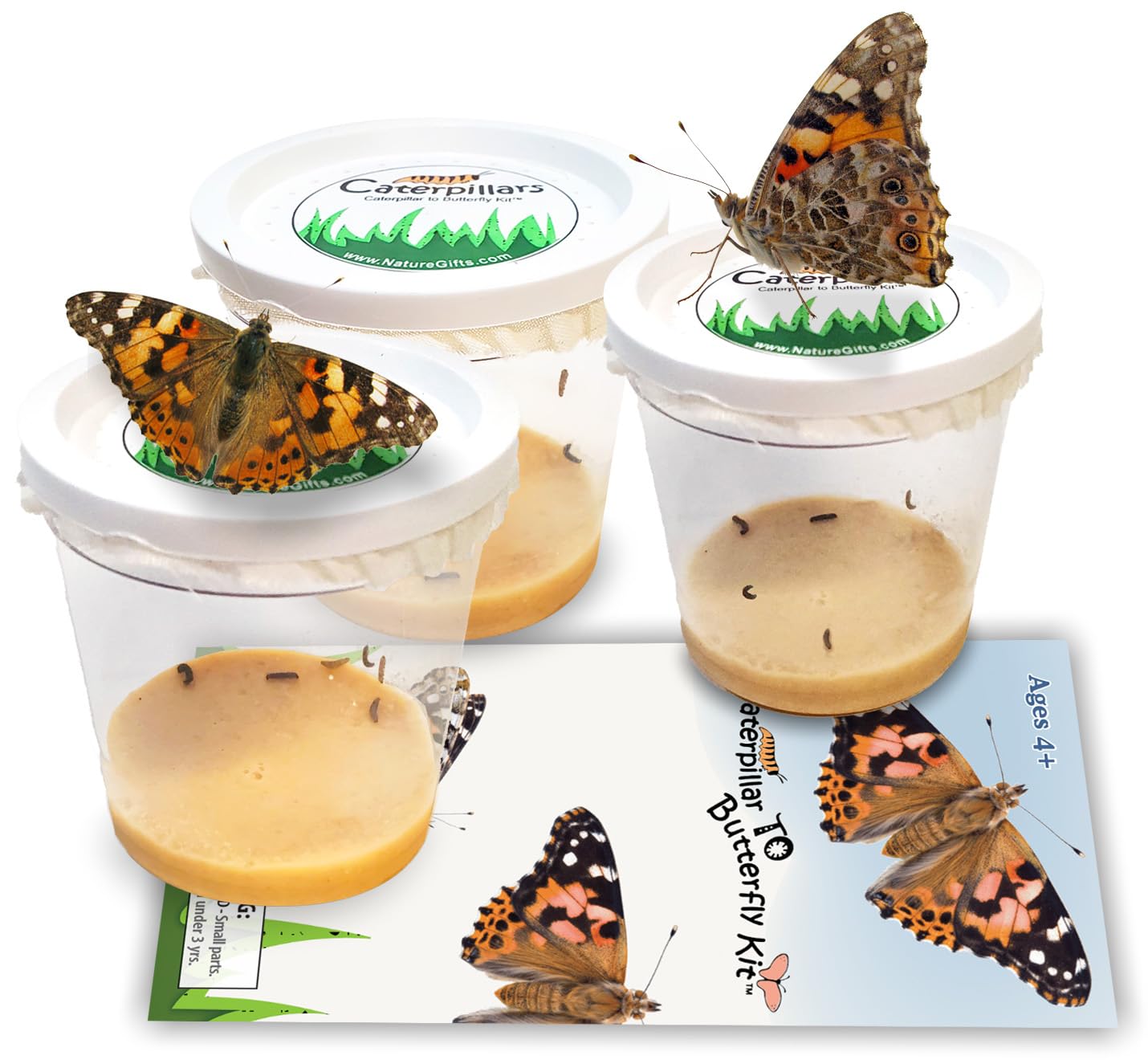Nature Gift Store 15 Live Caterpillars for Butterfly Habitat Kit - Refill for Painted Lady Butterfly Kit with Caterpillar Food, Instructions -