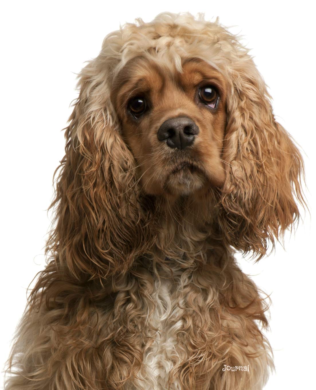 Journal: Red American Cocker Spaniel Notebook