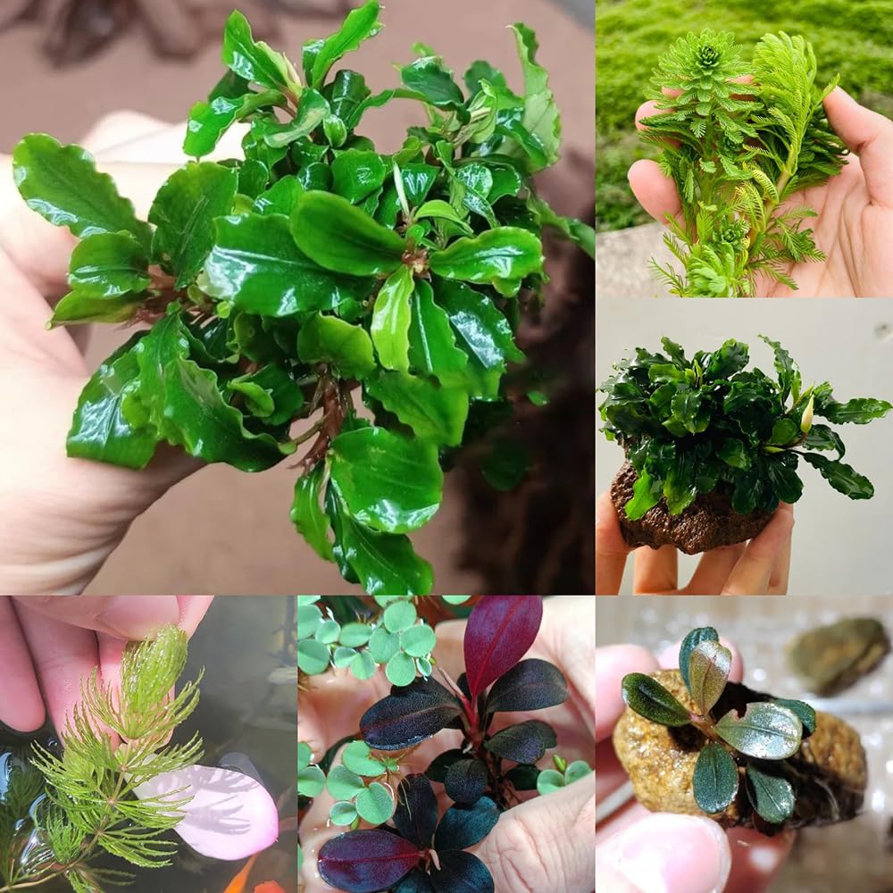 300 piezas semillas de plantas acuáticas (plantas de estanque) decoración del acuario Plantas resistentes para el jardín. regalos para los amantes del jardín Las plantas de sombra