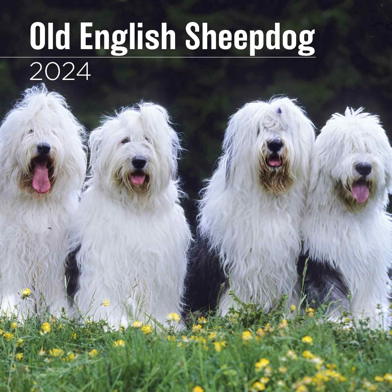MegaCalendars - Old English Sheepdog Calendar 2024 - Dog Breed Wall Calendar