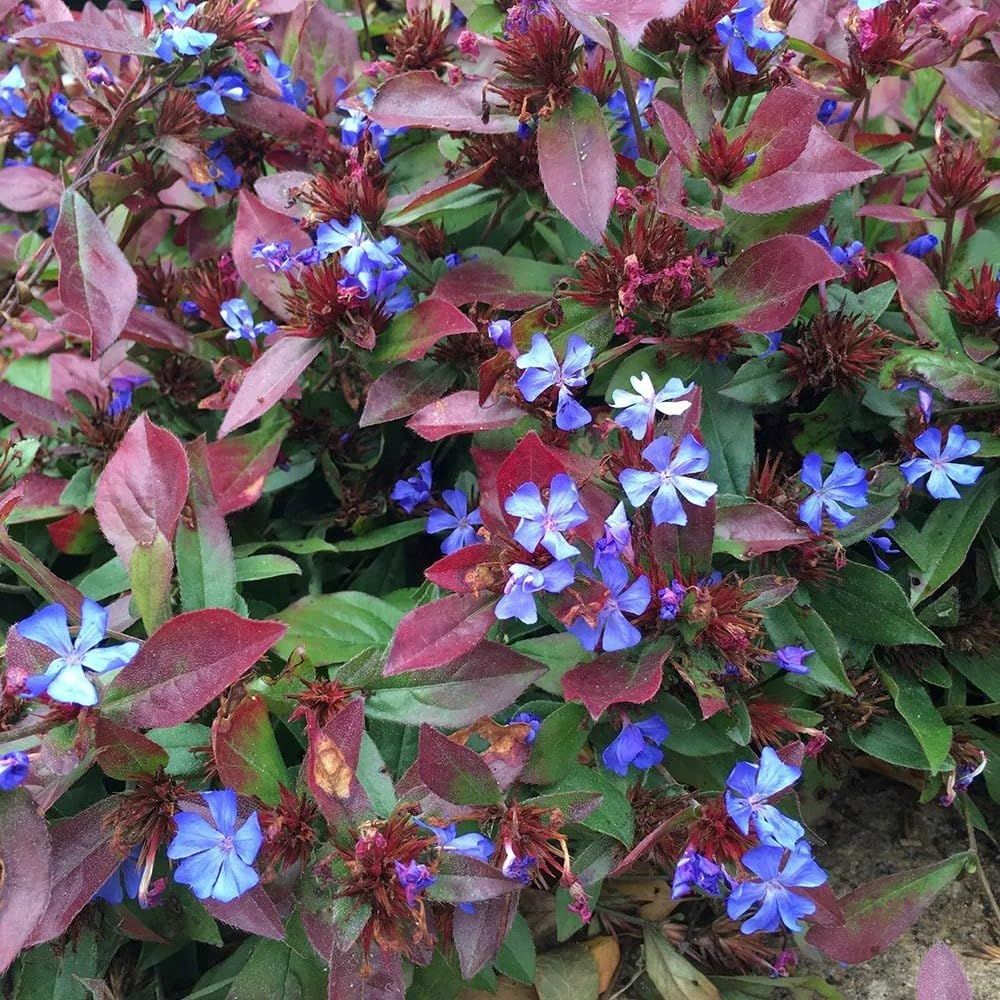 Plant Theory 9cm Pot Ceratostigma Plumbaginoides Hardy Plumbago Perennial