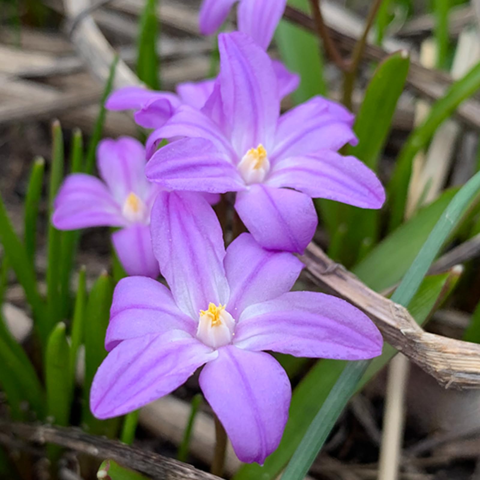 Carbeth Plants 100 x Chionodoxa Violet Beauty Spring Bulbs