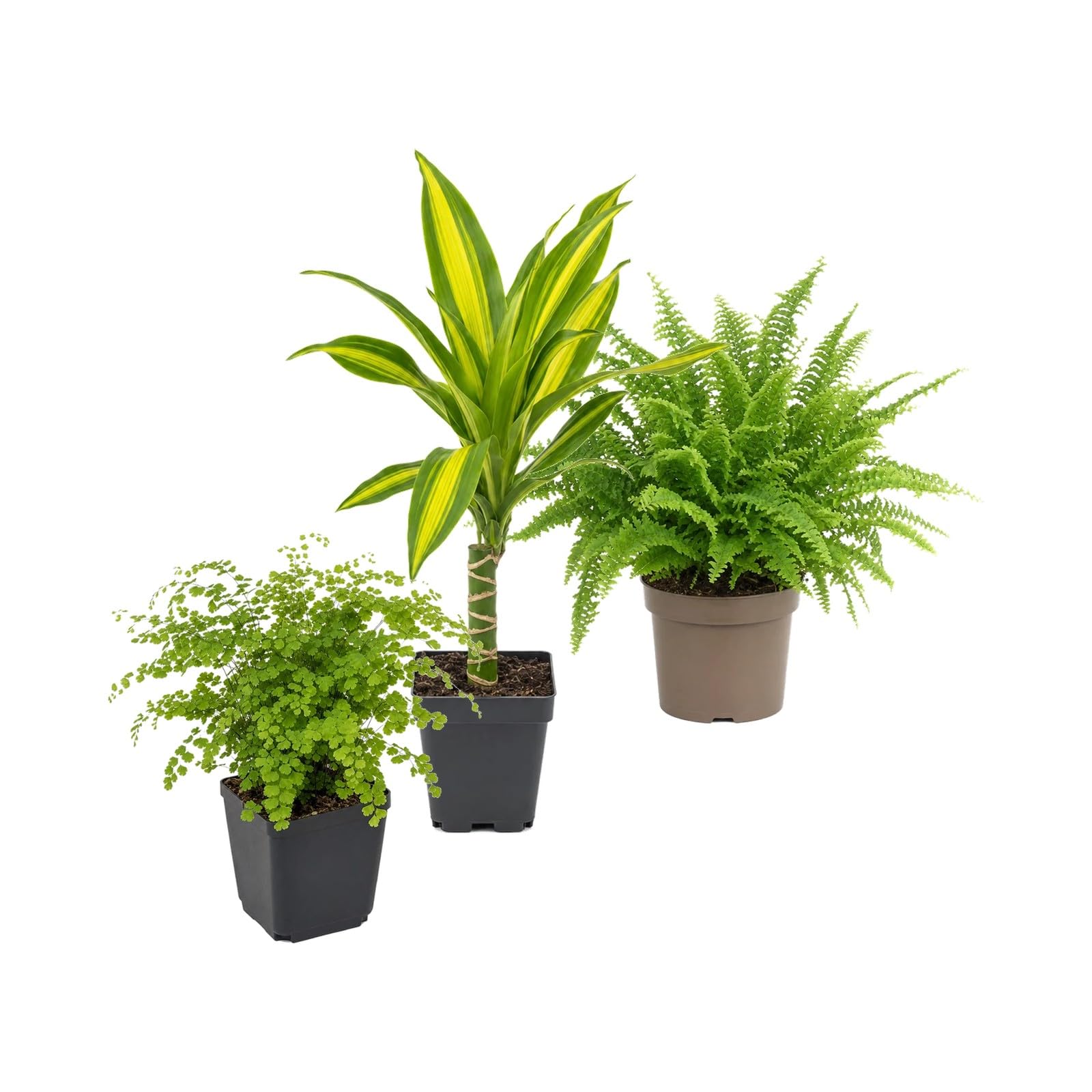 DECOALIVE Pack 3 Plantas: Culantrillo, Tronco de Brasil y Helecho de Boston
