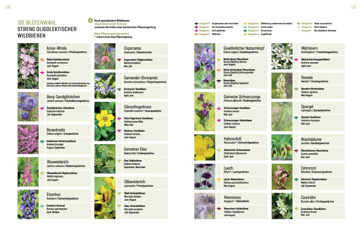 WILDBIENENHELFER: Wildbienen & Blühpflanzen