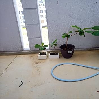 Amazon.co.jp: モモタマナ90日育成1株 屋内様に改良した苗 土