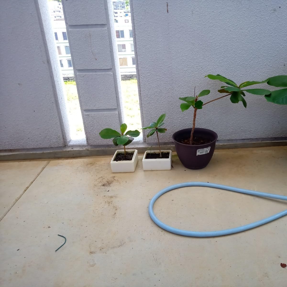 Amazon.co.jp: モモタマナ90日育成1株 屋内様に改良した苗 土付き種5個