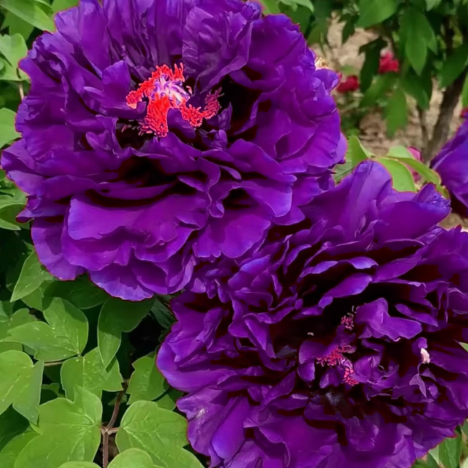 Peony Bulbs - Hardy Perennial Flower Bulbs for Garden, Professional Planting with Brilliant Blooms, Easy to Grow, Outdoor Cottage Garden Displays-3 Bulbs-F โ image 1