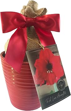 Amaryllis Holiday Gift Growing Kit, Includes an Attractive Red Ceramic Pot, Big Red Lion Bulb, and Professional Growing Medium