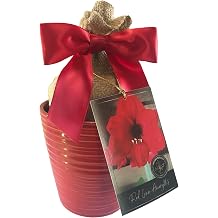 Amaryllis Holiday Gift Growing Kit, Includes an Attractive Red Ceramic Pot, Big Red Lion Bulb, and Professional Growing Medium