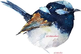 Superb fairywren - Print Watercolour, Superb fairywren art, Superb fairywren print, Superb fairywren art print, Superb fairywren Wall décor,Bird Art,Bird Watercolour Print