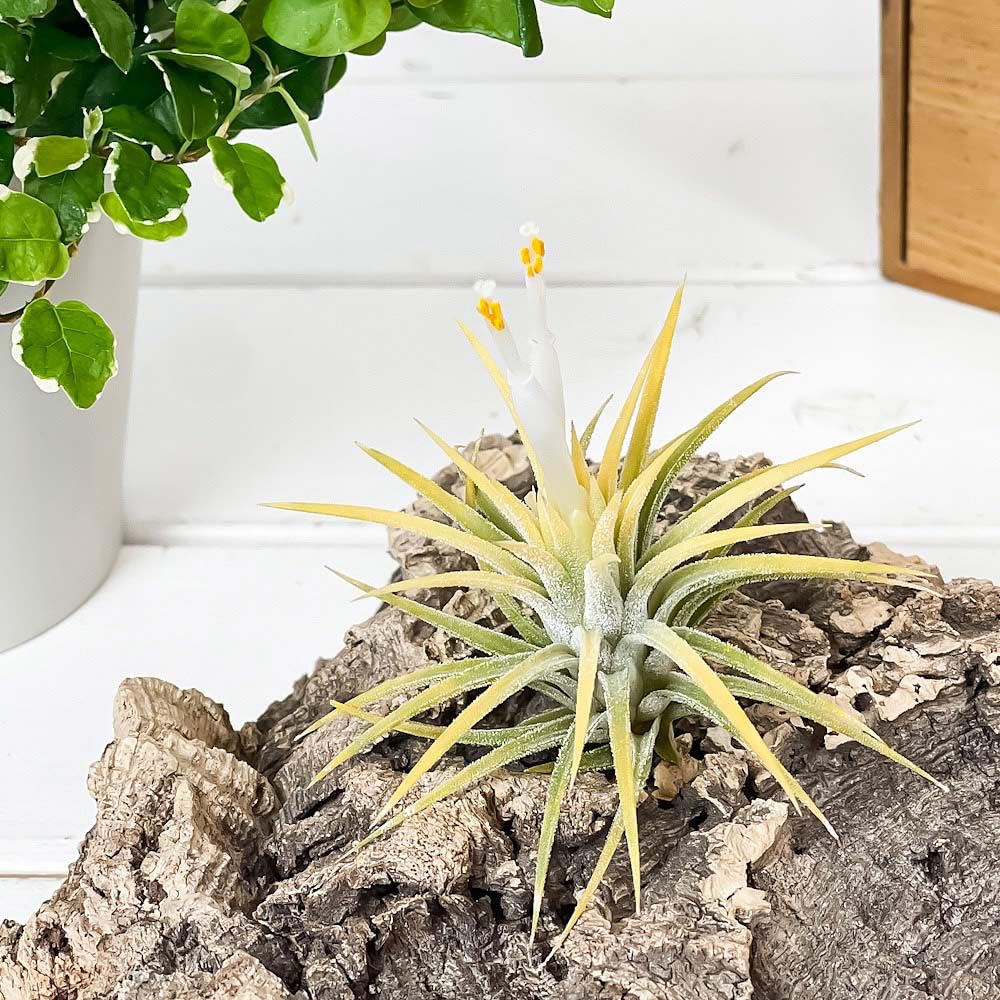 Amazon｜PLANCHU エアプランツ ティランジア イオナンタ 白花 Mサイズ
