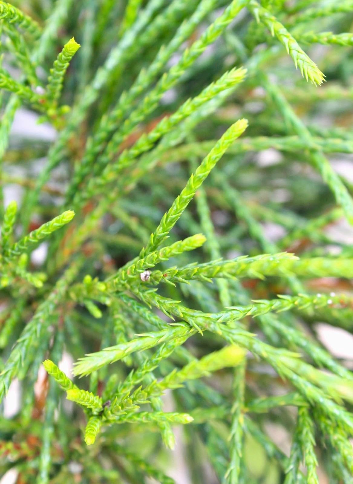 Faden Lebensbaum Thuja plicata Whipcord Hochstamm immergrn 50-60 cm :  Amazon.de: Garten