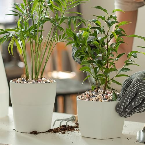 Miniatura 5 de GASPRO Piedras de 5 libras para plantas de interior, rocas decorativas de 38 pulgadas para jarrón, suculentas, altamente pulidas, colores mixtos