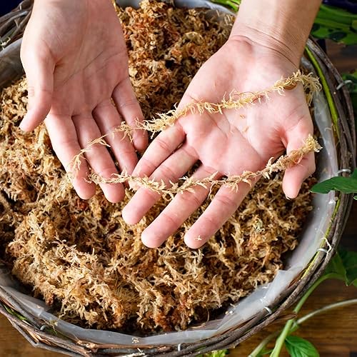 Miniatura 7 de SuperMoss - Musgo seco para orquídea sphagnum seco